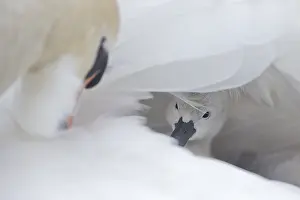 Milano: Mute Swan