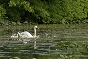 Cygnets: Mute Swan