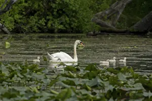 Cygnets: Mute Swan