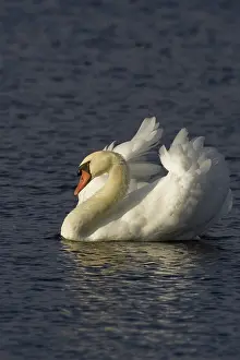 Fowls: Mute Swan