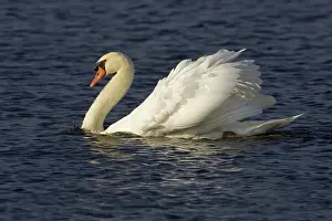 Fowls: Mute Swan