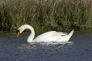 Fowls: Mute Swan