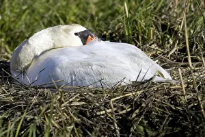 Fowls: Mute Swan