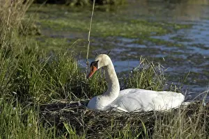 Fowls: Mute Swan