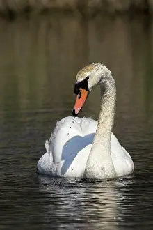 Fowls: Mute Swan