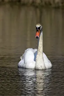 Fowls: Mute Swan