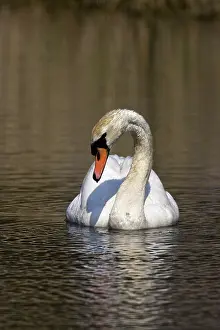 Fowls: Mute Swan