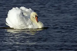 Fowls: Mute Swan