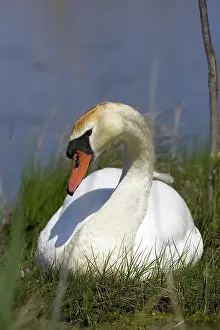 Fowls: Mute Swan