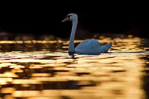 Ripples: Mute Swan