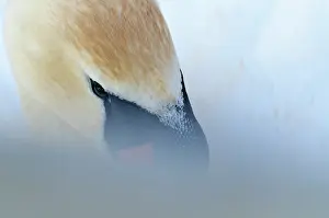 Gxf6taland: Mute Swan