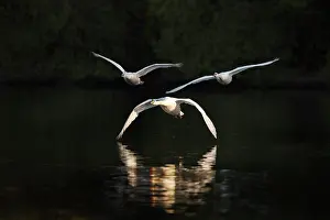 Decoy: Mute Swan