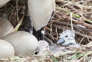 Hatch: Mute Swan