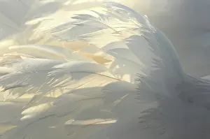 Waterdrop: Mute Swan