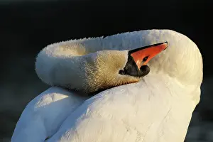 Anatidea: Mute Swan