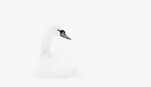 Flevopolder: Mute Swan