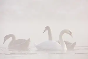 Millingerwaard: Mute Swan