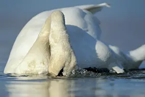 Wallis: Mute Swan