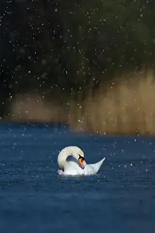 Eindhoven: Mute Swan