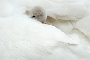 Cygnet: Mute Swan
