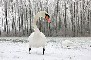 Wallis: Mute Swan