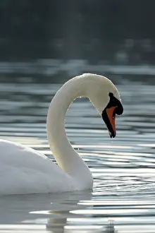 Geneva: Mute Swan