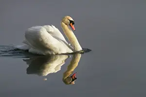 Decoy: Mute Swan