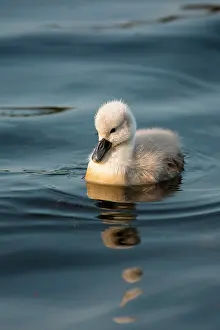 Cygnet: Mute Swan