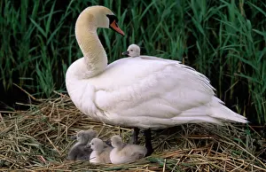 Cygnet: Mute Swan