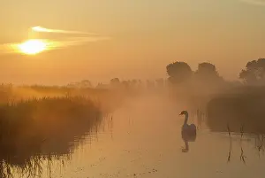 Zeeland: Mute Swan