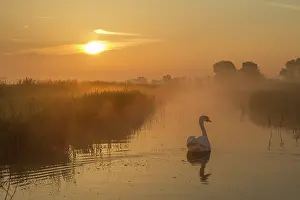 Zeeland: Mute Swan