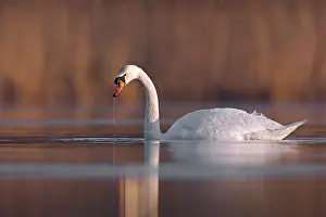 Soerendonk: Mute Swan