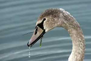 Mastenbroek: Mute Swan