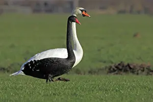 Atratus: Mute Swan