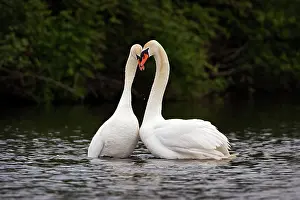Ritual: Mute Swan