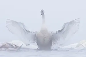 Veluwemeer: Mute Swan