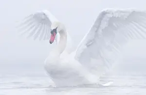 Veluwemeer: Mute Swan