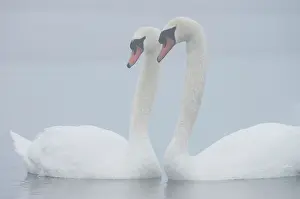 Veluwemeer: Mute Swan