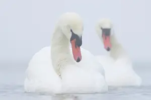 Veluwemeer: Mute Swan