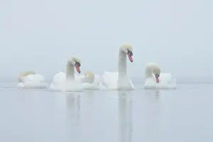 Veluwemeer: Mute Swan