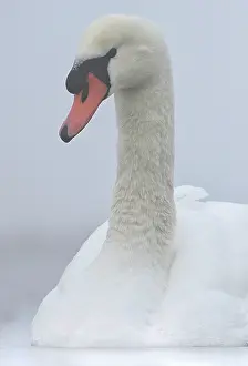 Veluwemeer: Mute Swan