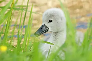Cygnet: Mute Swan