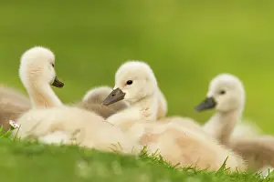 Nestling: Mute Swan