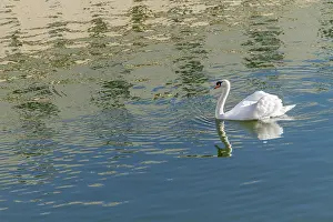 Copyspace: Mute Swan