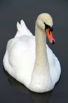 131219: Mute Swan