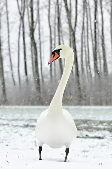 Snowfall: Mute Swan