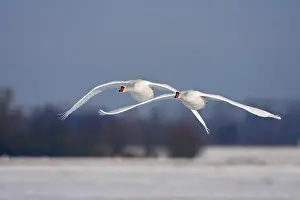 2000: Mute Swan