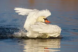 2000: Mute Swan