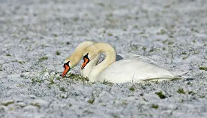 2000: Mute Swan