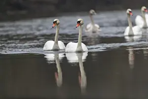 Anseriformes: MUTE SWAN